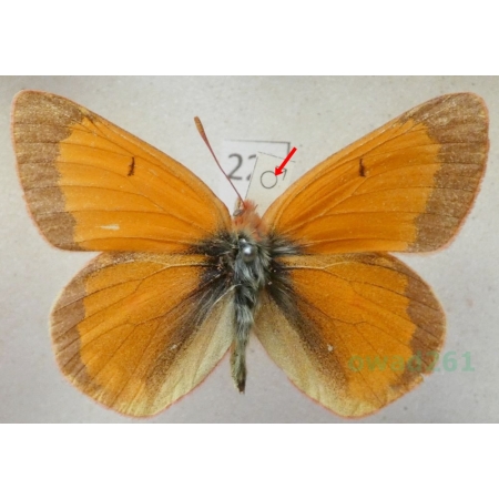 Colias viluiensis Menetries, 1859 male Russia22k